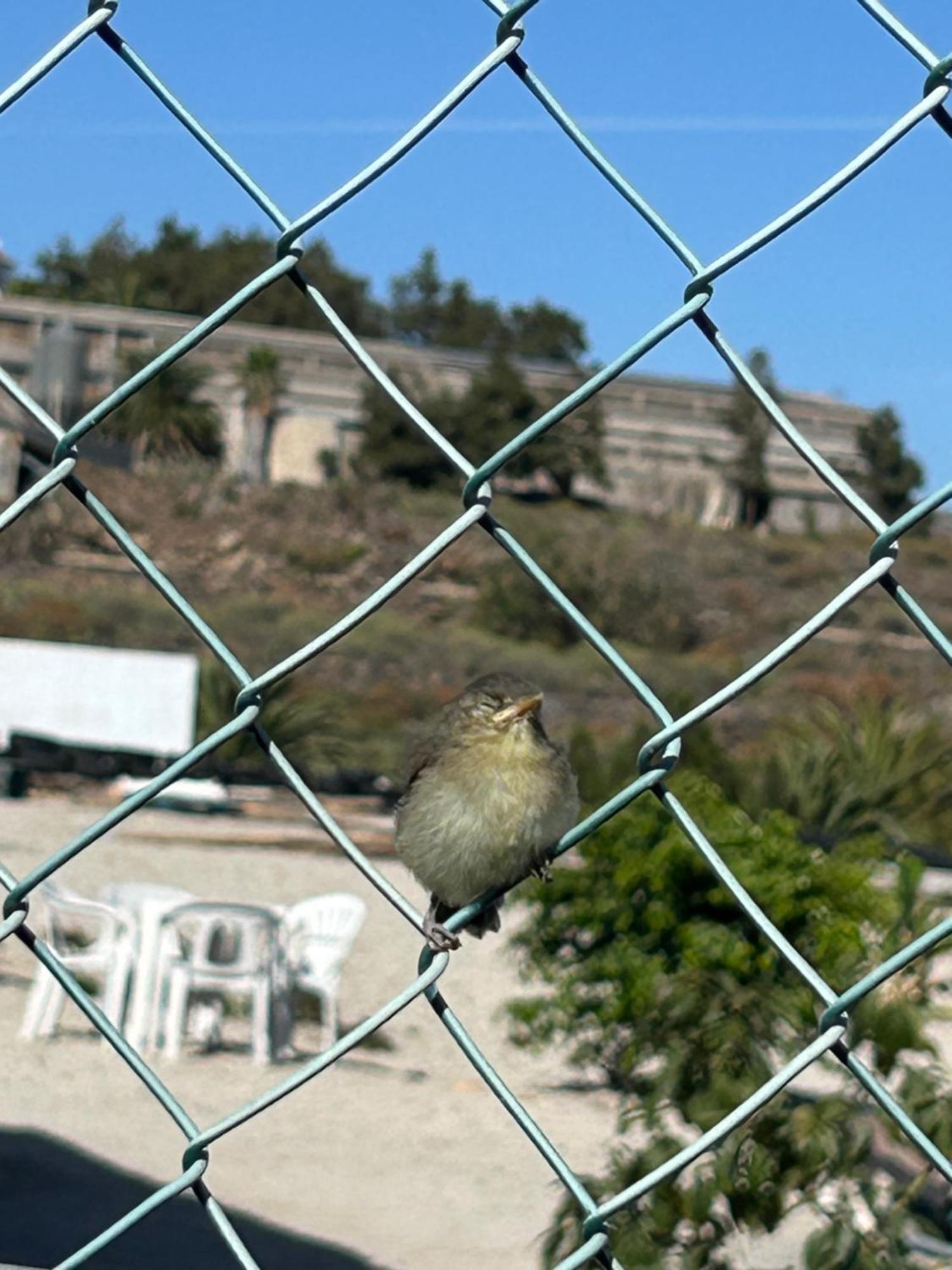 Casa Mirador Daire Arona  Dış mekan fotoğraf